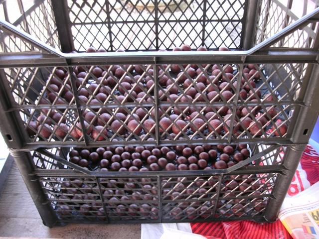 pregatiri - gedc0297.JPG